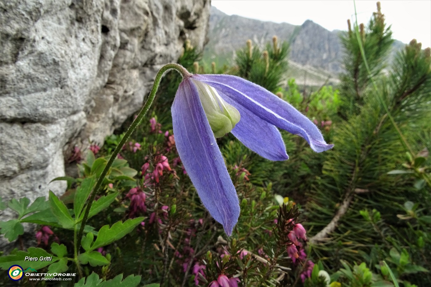 84 Clematide alpina (clematis alpina).JPG